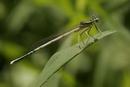 8879 White-legged Damselfly (Platycnemis pennipes), Dordogne Valley, France